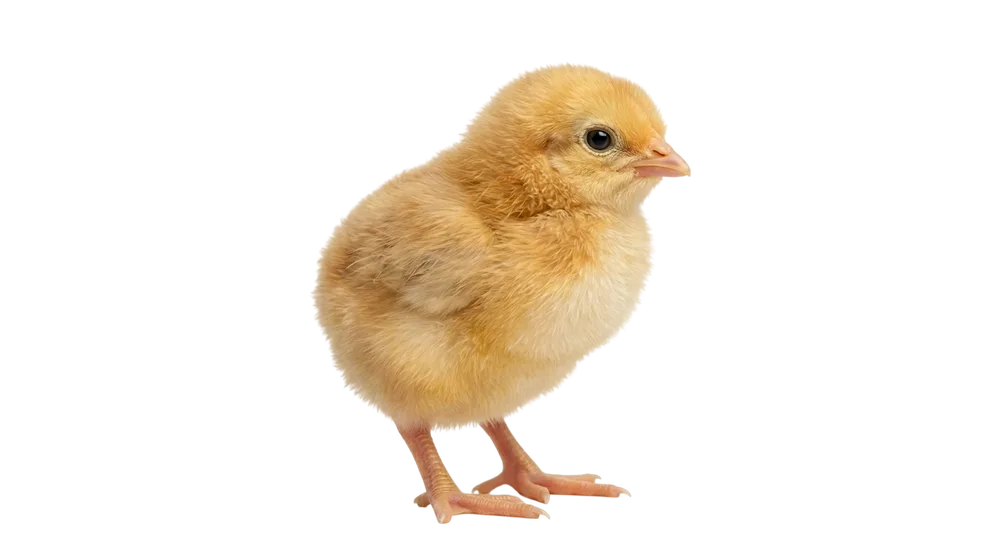 Цыплёнок