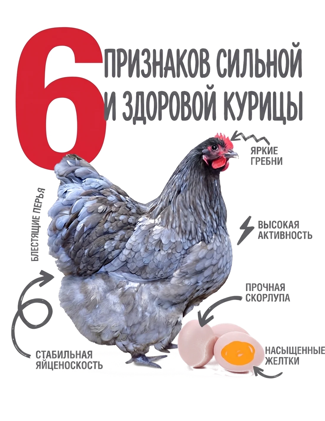 6 признаков сильной и здоровой курицы: яркие гребни, блестящие перья, высокая активность, стабильная яйценоскость, прочная скорлупа, насыщенные желтки