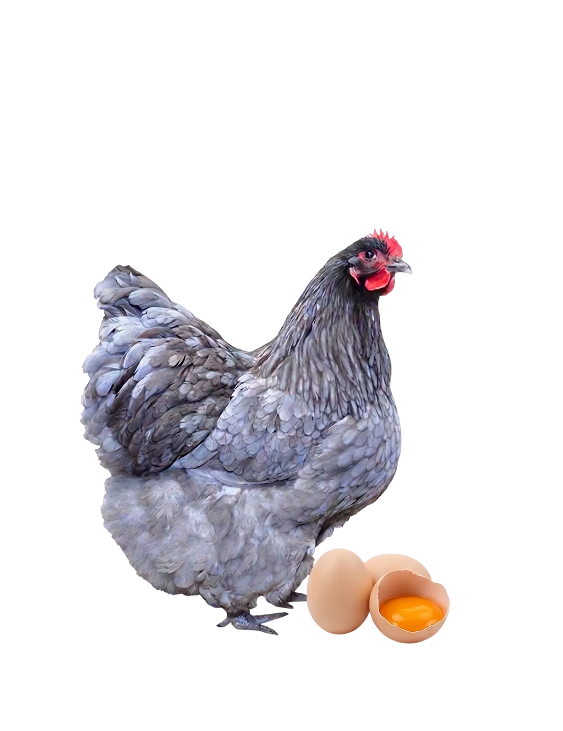 Курица-несушка с яйцами